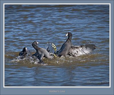 web_PC313491pp11x14_framed.jpg