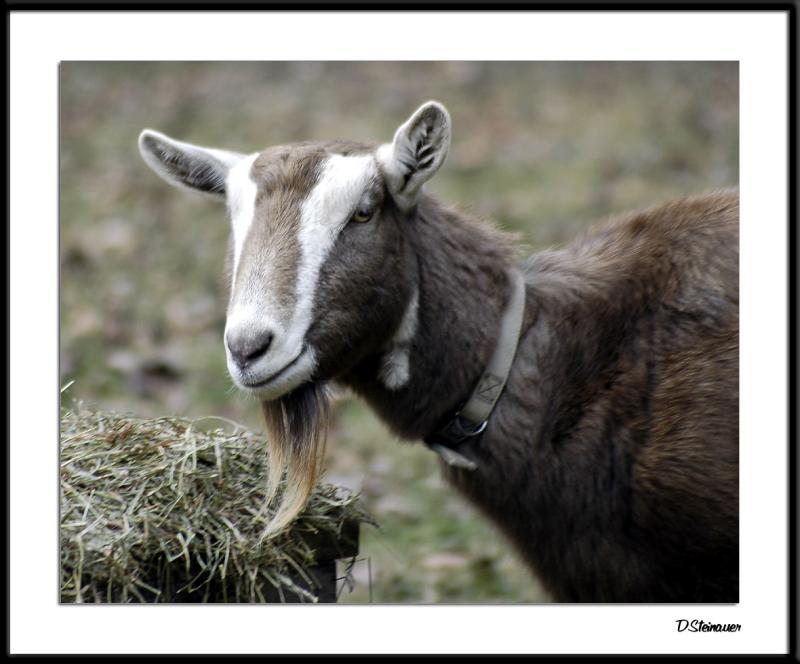 ds20041226_0257awF Goat 4.jpg