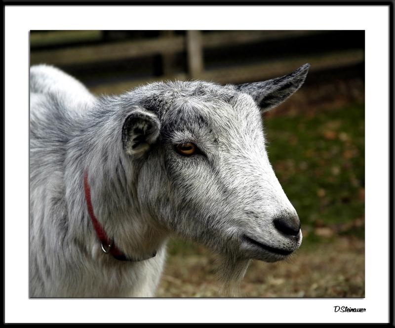 ds20041226_0282awF Goat 1.jpg