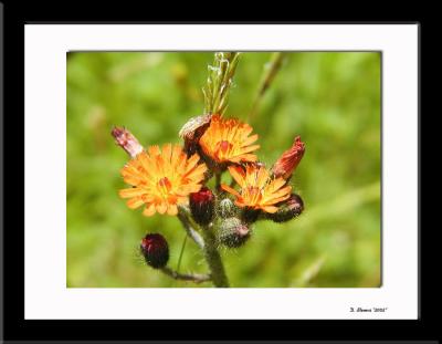 Flower 1
