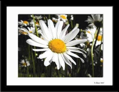 Flower 2