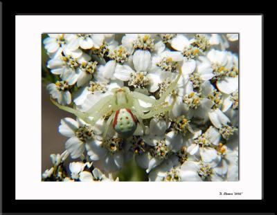 Flower 3