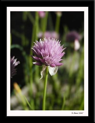 Flower 4