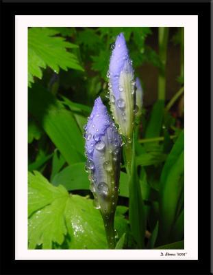 Flower 5