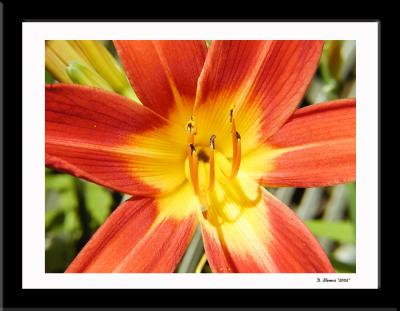 Flower 6