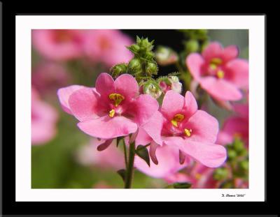 Flower 7