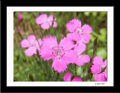 Flower 8