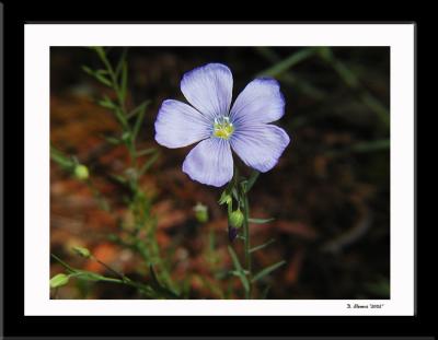 Flower 9