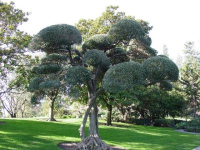 japanese_friendship_garden