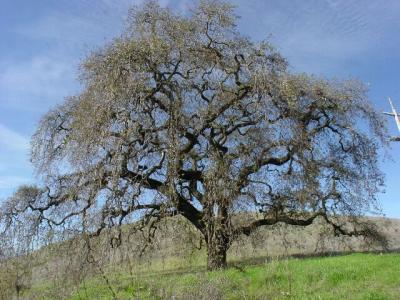 an_oak_tree