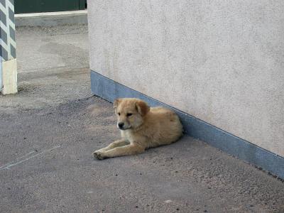 A reservation puppy -- there are many strays on the rez