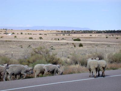 On the road we encounter a herd of sheep