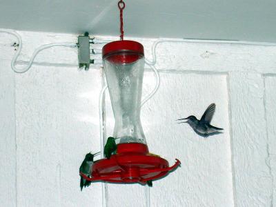 The hummingbirds are busy