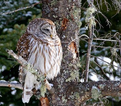 Barred Owl 2 (1 of 2)