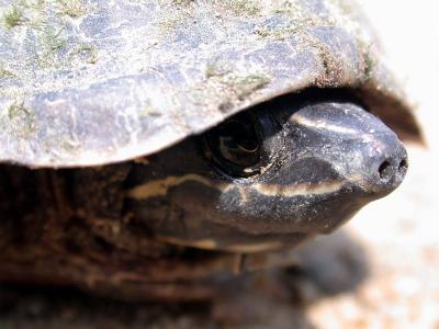 Common Musk Turtle (Stenotherus odoratus)