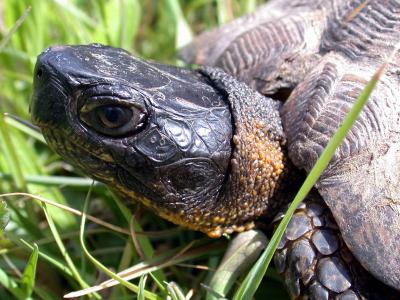WoodTurtle (Clemmys insculpta) *Female*