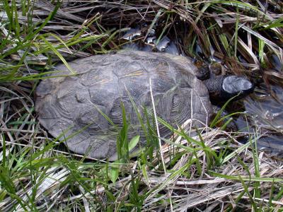 WoodTurtle  *Female*
