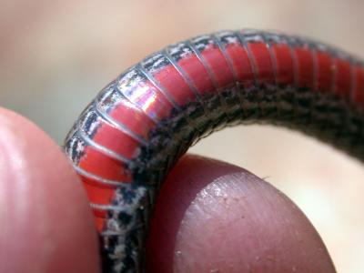 Nothern Red-bellied Snake (Storia occipitomaculata)