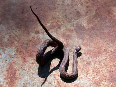 Northern Red-bellied Snake (Storia occipitomaculata)