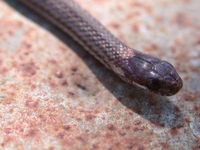 Northern Red-bellied Snake (Storia occipitomaculata)
