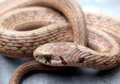 Northern Brown Snake (Storia dekayi dekayi)