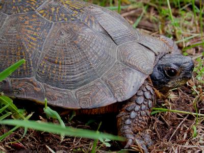 Wood Turtle *Male*