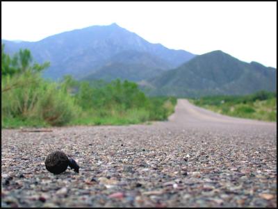 Dung Beetle Highway