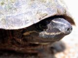Common Musk Turtle (Stenotherus odoratus)