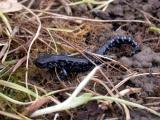 Blue-spotted Salamander (Ambystoma laterale)