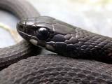 Melanistic Eastern Garter (Thamnopsis sirtalis sirtalis)