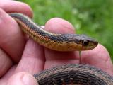 Eastern Garter (Thamnopsis sirtalis sirtalis)