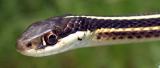 Northern Ribbon Snake (Thamnophis sauritus septentrionalis)