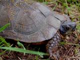 Wood Turtle *Male*