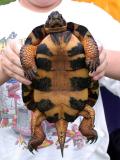 Wood Turtle *Male*