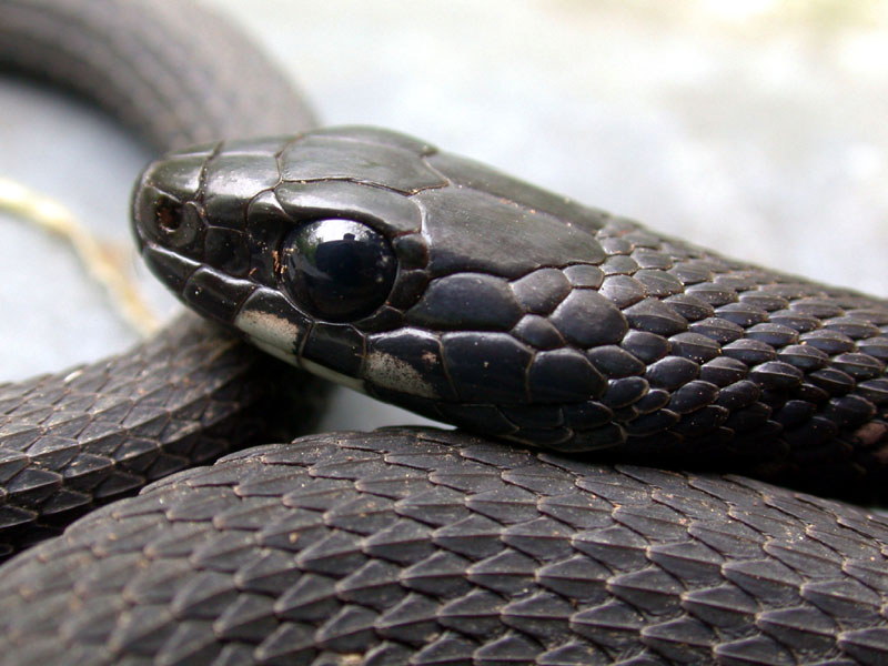 Melanistic Eastern Garter (Thamnopsis sirtalis sirtalis)