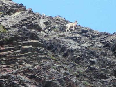 Goats on the Butte - Glacier NP