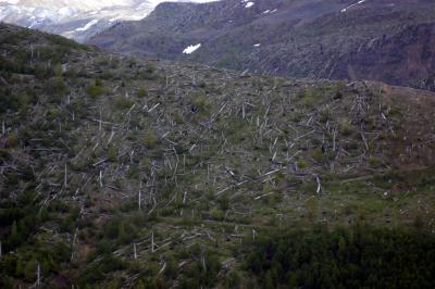 Destruction 22 yrs later - Mt. St. Helens