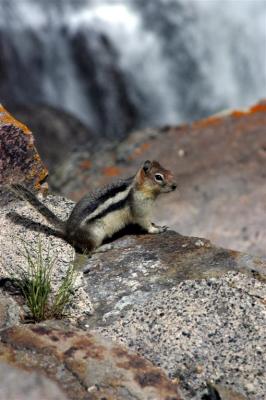 Chipmunk checking out the falls - Yellowstone NP