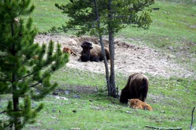 Young Buffalo - Yellowstone NP