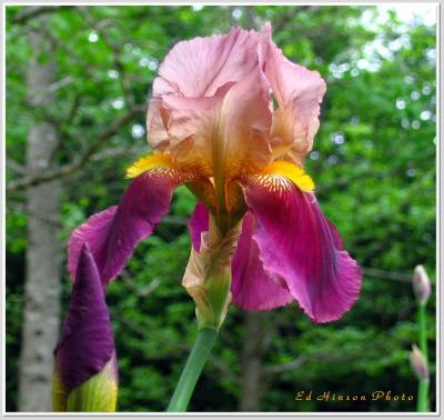 Iris 4-30-05