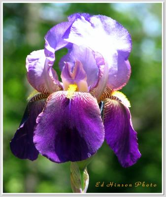 Iris 5-1-05