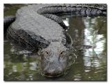 Alligator - Silver Springs FL