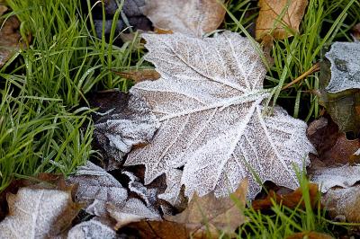 Last leaf of Autumn