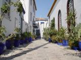Blue garden
