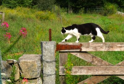 Codman Farm Cat