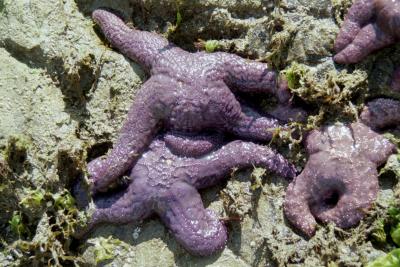 Purple starfish, Salt Spring Island