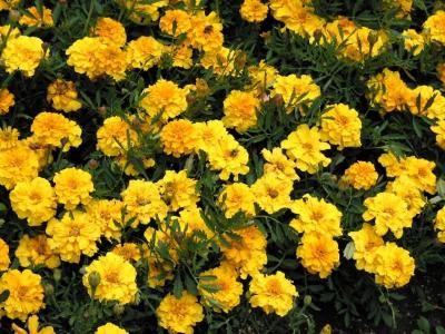 u11/ericnoel/medium/35645455.yellowflowerswithbee1024.jpg