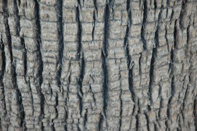 Lower Palm Tree Bark