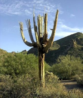 Splintering Cactus