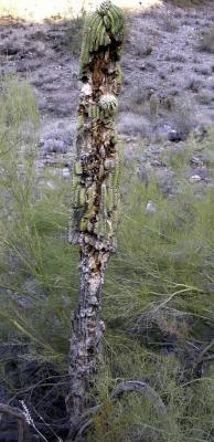 Rotting Cactus